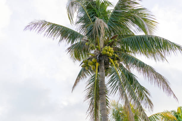 istock Palm Trees - Perfect palm trees against a beautiful blue sky 911115628