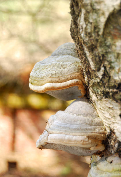 istock mushrooms on a tree stump in the forest 911116034
