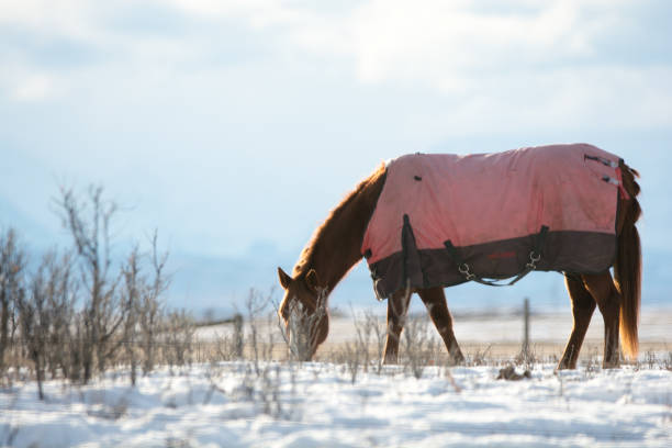 istock Winter prairie horse with mountain background in Alberta 911118942
