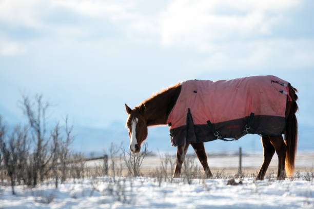 Winter prairie horse with mountain background in Alberta