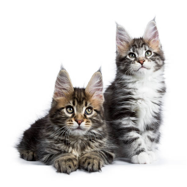 duo de maine coon gatinhos gato olhando para cima isolados no fundo branco - kitten domestic cat isolated tabby - fotografias e filmes do acervo
