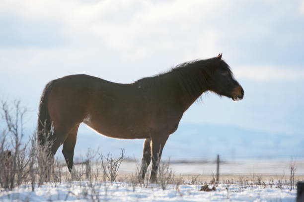 istock Winter prairie horse with mountain background in Alberta 911119010