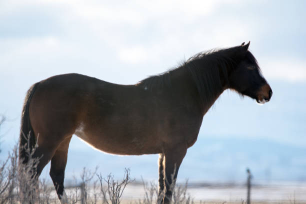 cavalo de pradaria de inverno com fundo de montanha em alberta - prairie farm winter snow - fotografias e filmes do acervo