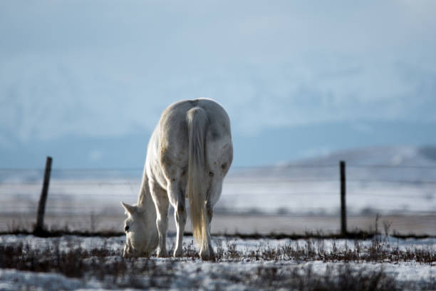 cavalo de pradaria de inverno com fundo de montanha em alberta - prairie farm winter snow - fotografias e filmes do acervo