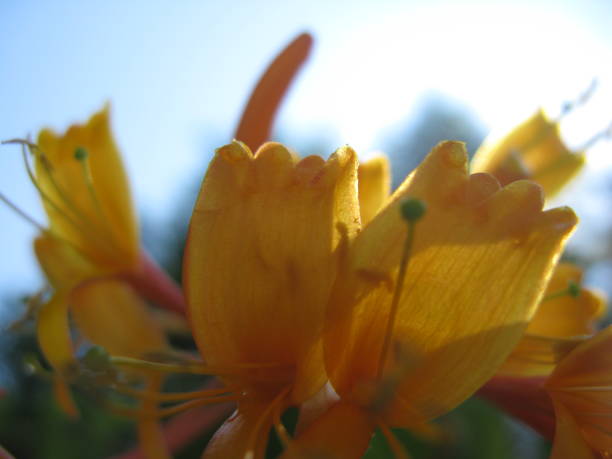 istock P.Spring Orange Album 911131644