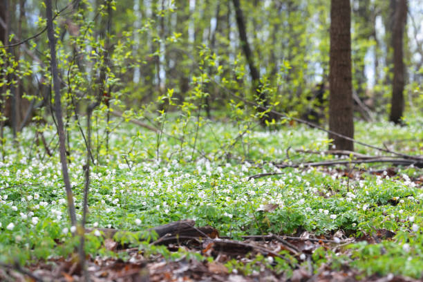 istock Wild Anemone flowers in the spring forest. Latvia 911132942