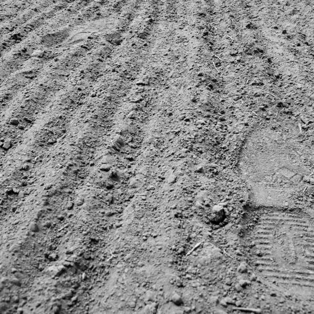 istock The Shoe print in the fresh soil 911133086