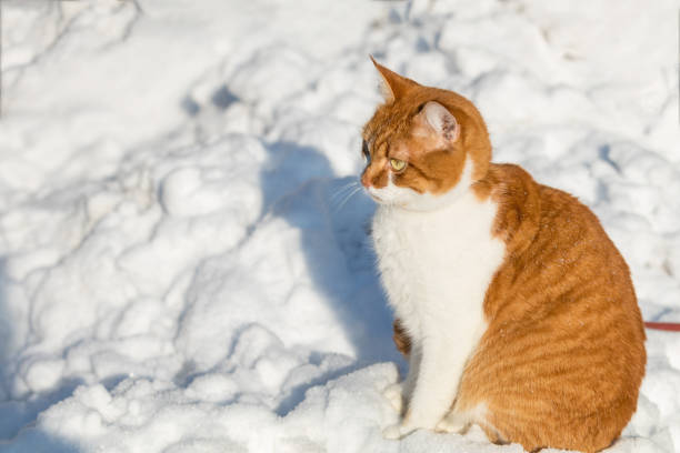 istock Cut red-white cat playing on white snow surface. Sunny beautiful winter day. Close up. 911137684