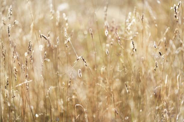 istock Misty morning field close-up 911137812