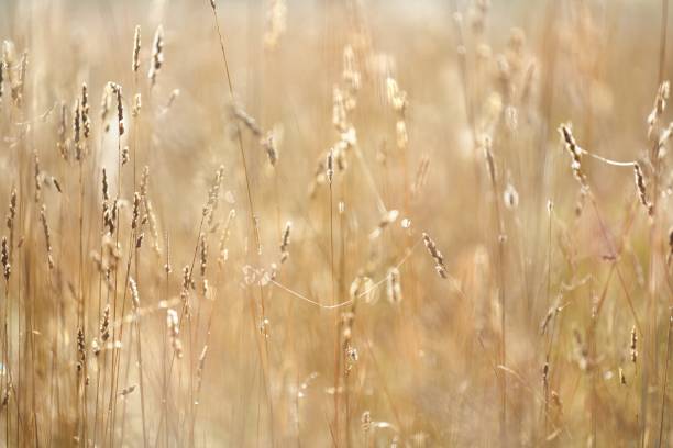 istock Misty morning field close-up 911137820