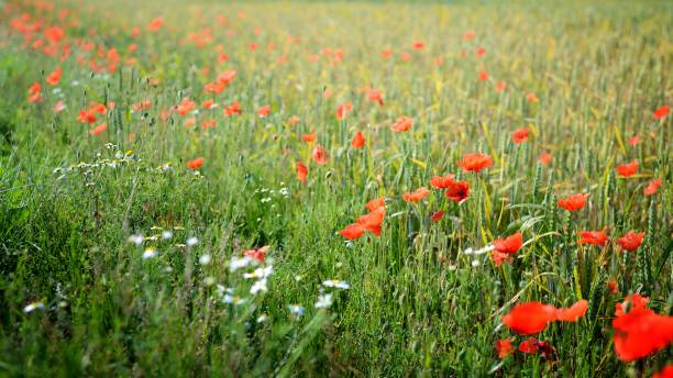 istock a poppy field close-up 911137936