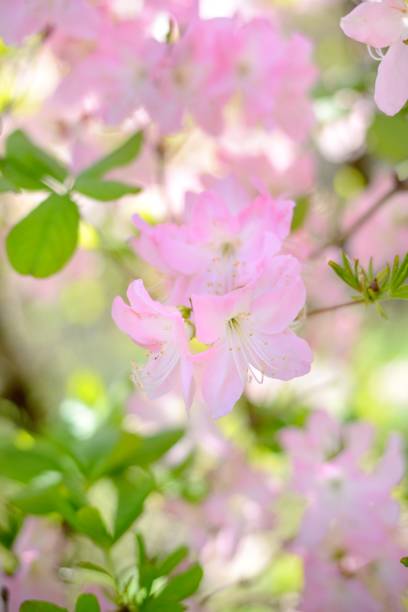 istock pink Rhododendron blooming in spring 911138014