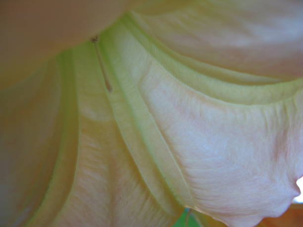 istock P.Spring Green Album 911142850