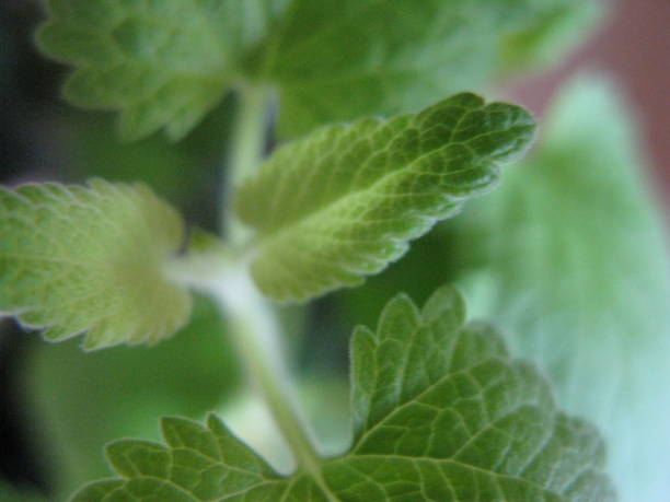 P.Spring Green Album