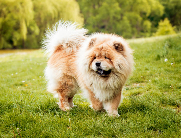 istock Beautiful dog chow-chow in the park. 911150652