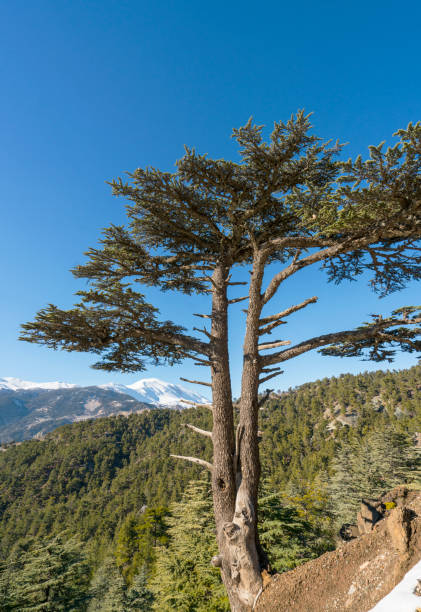 Cedar Procheese 80+ Meagre Cedar Stock Photos, Pictures & Royalty-Free Images - iStock
