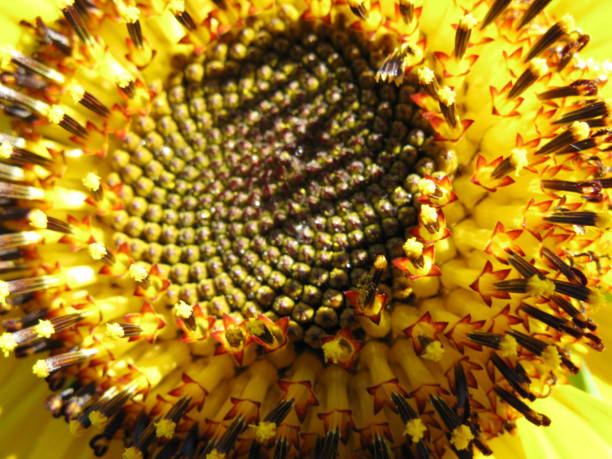 istock P.Spring Yellow Album 911159010