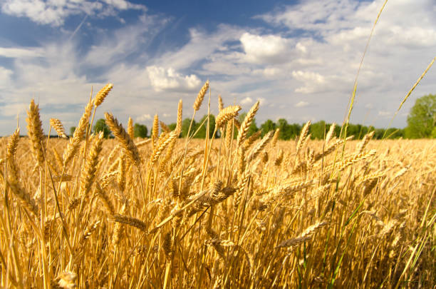 istock Wheat field on sunny summer day 911162190