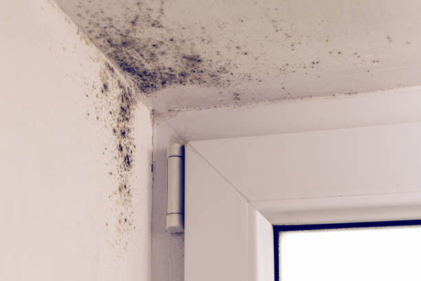 istock Mold in the corner of the plastic windows 911166638