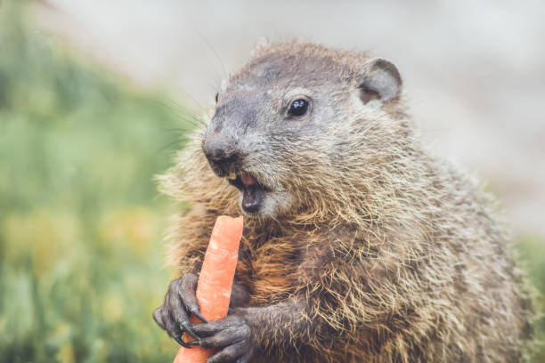 istock Groundhogs eating carrots for Groundhog Day 911207942
