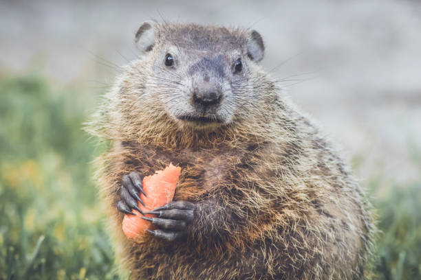istock Groundhogs eating carrots for Groundhog Day 911207944
