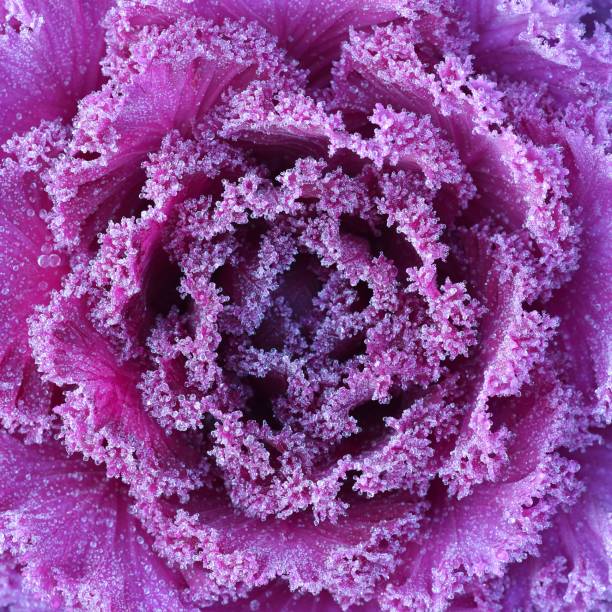 istock Ornamental decorative cabbage covered with a morning frost 911208022