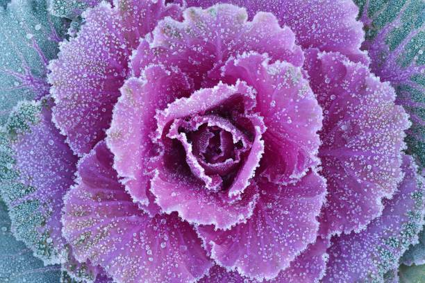 istock Ornamental decorative cabbage covered with a morning frost 911208048