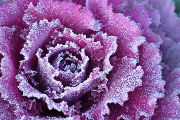 istock Ornamental decorative cabbage covered with a morning frost 911208050