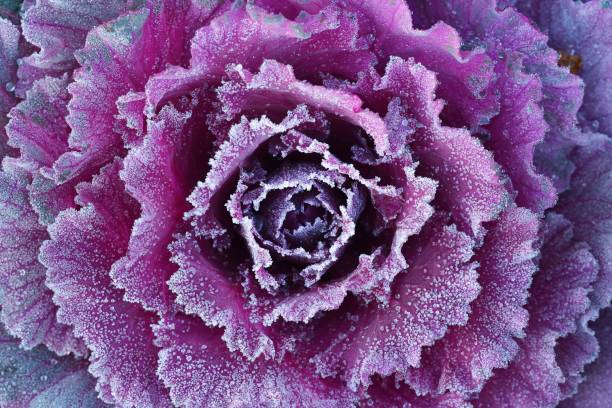 istock Ornamental decorative cabbage covered with a morning frost 911208160