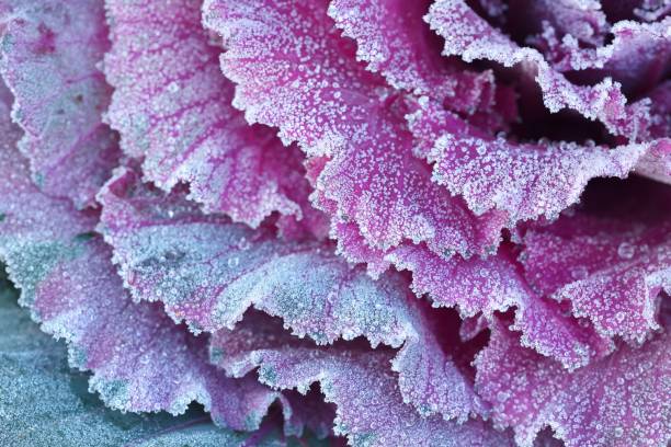 istock Ornamental decorative cabbage covered with a morning frost 911208338