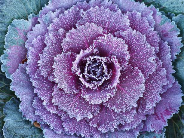 istock Ornamental decorative cabbage covered with a morning frost 911208404