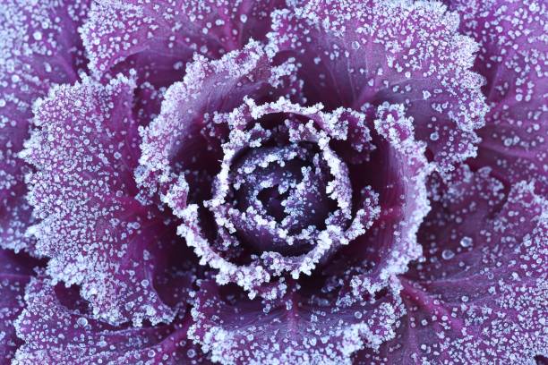 istock Ornamental decorative cabbage covered with a morning frost 911209272