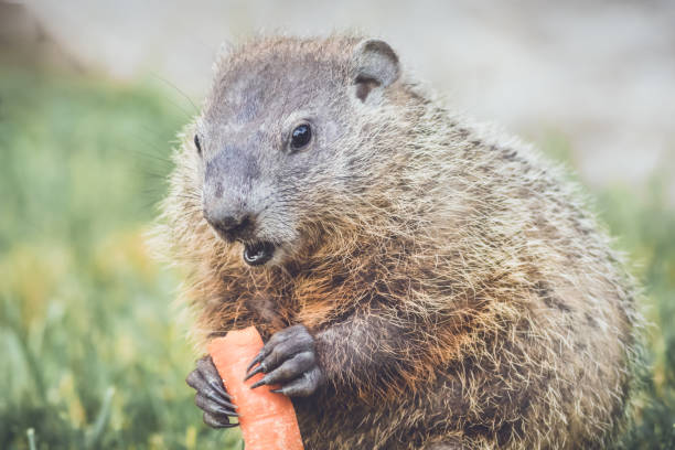istock Groundhogs eating carrots for Groundhog Day 911210202