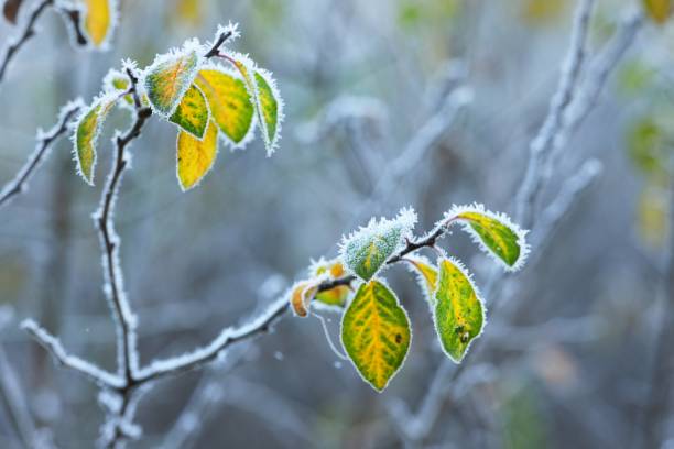 istock Frozen plants in winter with the hoar-frost 911214870