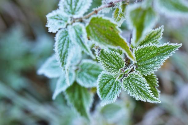 istock Frozen plants in winter with the hoar-frost 911215606