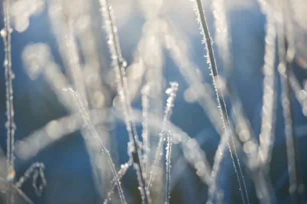 istock Frozen plants in winter with the hoar-frost 911216274