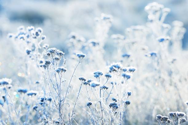 istock Frozen plants in winter with the hoar-frost 911216280