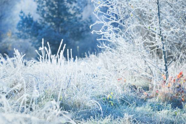 istock Frozen winter landscape. Trees with the hoar-frost 911216304
