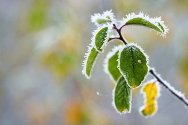 istock Frozen plants in winter with the hoar-frost 911216308