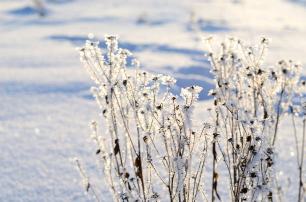 istock hoar-frost in winter 911218496
