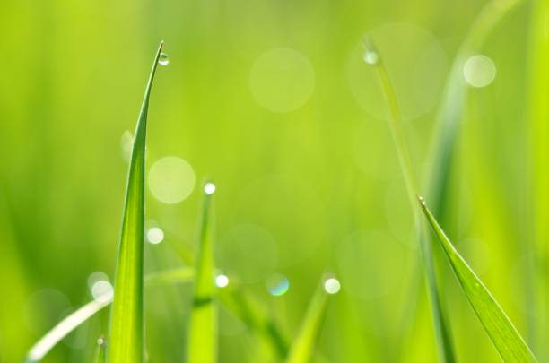 istock fresh green grass with water drops close-up 911218670