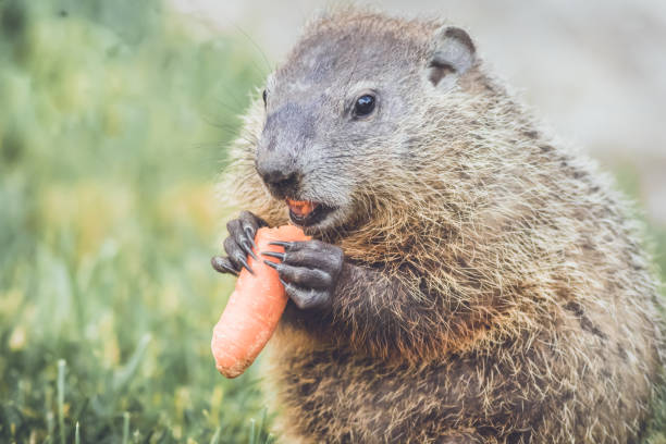 istock Groundhogs eating carrots for Groundhog Day 911218774