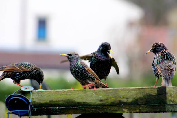 Starlings feeding and squabbling while on bird table, taken in my garden in West Yorkshire, UK. Taken with a Canon 700D SLR camera.