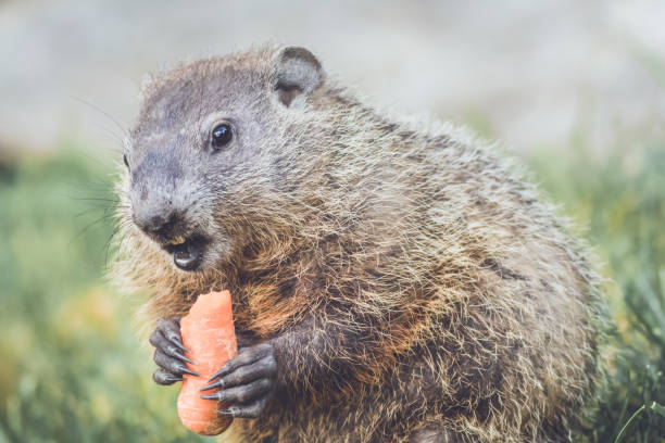 istock Groundhogs eating carrots for Groundhog Day 911218960