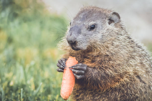 istock Groundhogs eating carrots for Groundhog Day 911219230