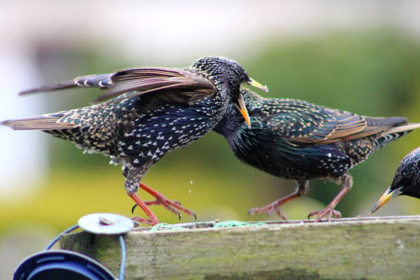 istock Starlings feeding on bird table in west yorkshire, uk 911219374