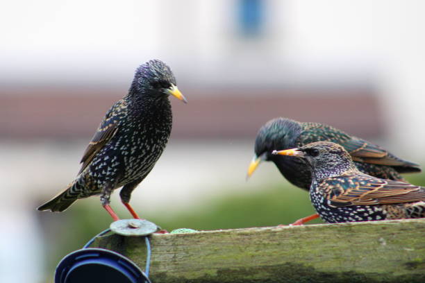 istock Starlings feeding on bird table in west yorkshire, uk 911219466