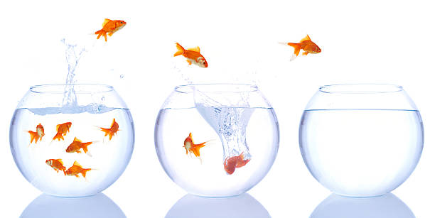 istock Goldfish jumping from one bowl to another 91122033
