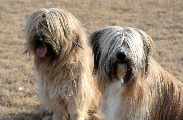 istock New Year's greetings from Korean dog 911222266