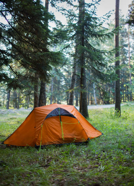 Tent in the forest stock photo